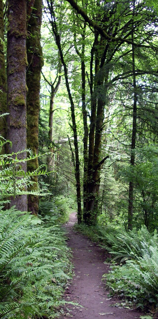 Park Trail